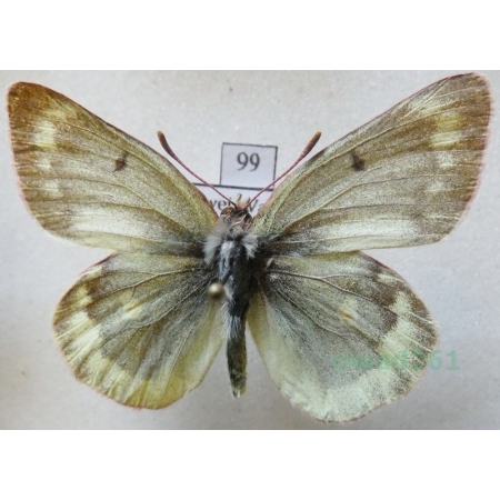 Colias phicomone (Esper, 1780) male Szlaczkoń phicomone Switzerland99